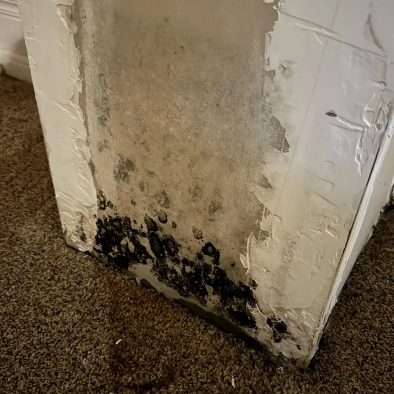 Professional Mold Removal in Mentone, TX